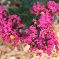 lagerstroemia hybride gourmetRed Red Wine