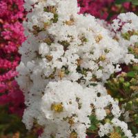 Lagerstroemia Virgin