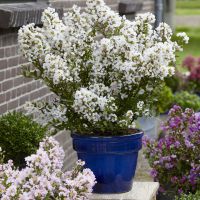 Lagerstroemia Virgin