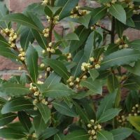laurus nobilis Little Laura
