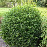 laurus nobilis Little Laura