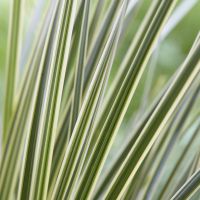 Lomandra White Sands
