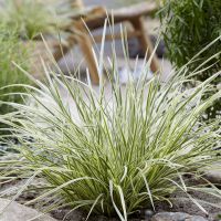 Lomandra White Sands