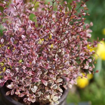 lophomyrtus ralphii Magic Dragon