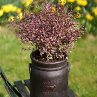 Lophomyrtus Magic Dragon