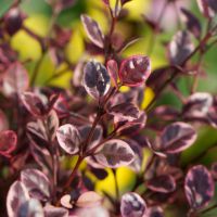 lophomyrtus ralphii Magic Dragon