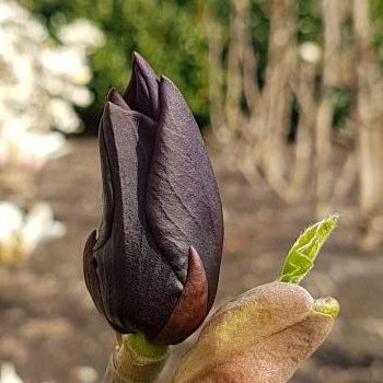magnolia X brooklynensis seleziona...Black Beauty