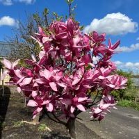 magnolia hybride seleziona...Starburst