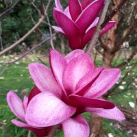 magnolia hybride seleziona...Starburst