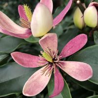 Magnolia Stellar Ruby