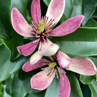 Magnolia Stellar Ruby