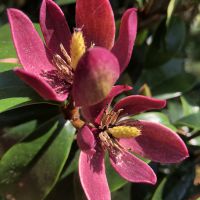 magnolia hybride Stellar Ruby