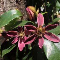magnolia hybride Stellar Ruby