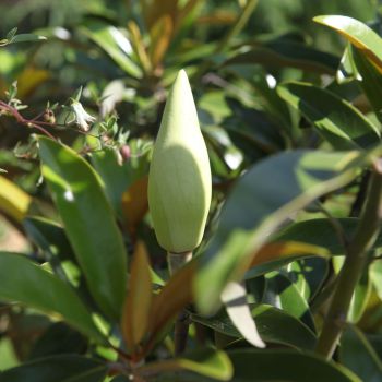 magnolia grandiflora Alta