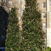 magnolia grandiflora Alta