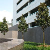 magnolia grandiflora Alta