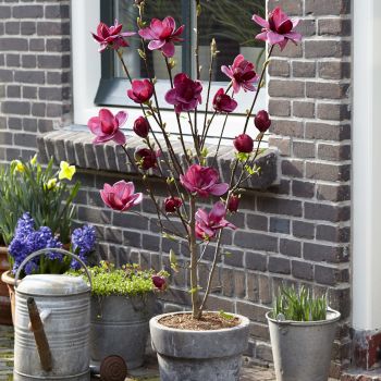 magnolia hybride seleziona...Magnolia Genie