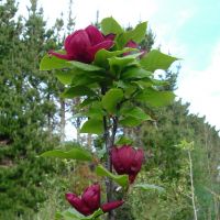 magnolia hybride seleziona...Magnolia Genie