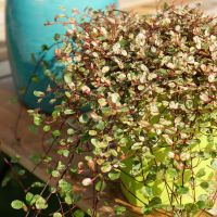 Pseudanthus Radiance