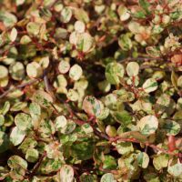 Pseudanthus Radiance