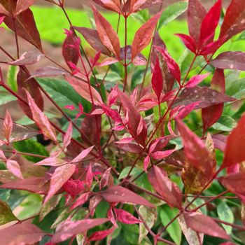 nandina domestica Redlight