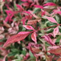 Nandina Redlight