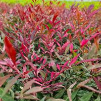 nandina domestica Redlight