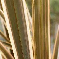 Phormium Brown Sugar