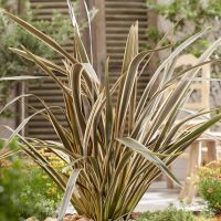 phormium tenax pai paiBrown Sugar