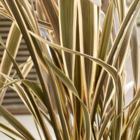 phormium tenax pai paiBrown Sugar