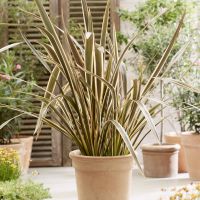phormium tenax pai paiBrown Sugar
