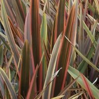 Phormium Sundowner
