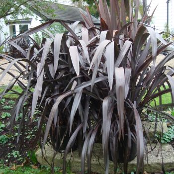 phormium hybride seleziona...Black Velvet