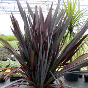 phormium hybride seleziona...In The Red