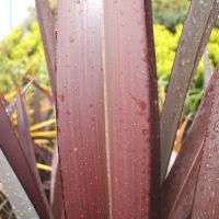 phormium hybride seleziona...In The Red