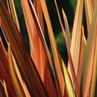Phormium Rainbow Surprise