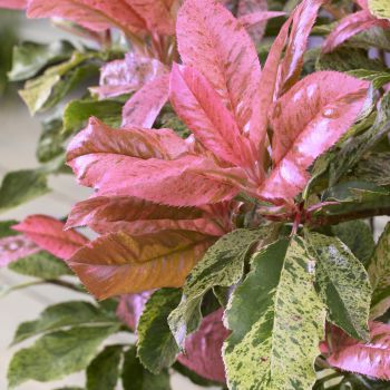 photinia serratifolia Pink Crispy