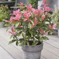 photinia serratifolia Pink Crispy
