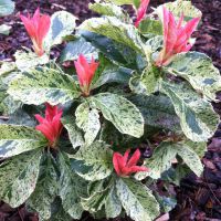 photinia serratifolia Pink Crispy
