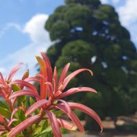 Podocarpus Mood Ring