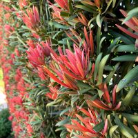 podocarpus macrophyllus Mood Ring