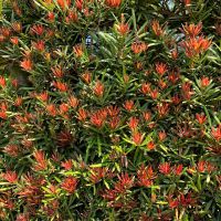 podocarpus macrophyllus Mood Ring