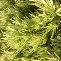 Podocarpus Roman Candle