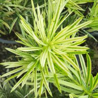 Podocarpus Roman Candle