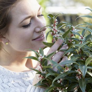 sarcococca hookeriana Winter Gem