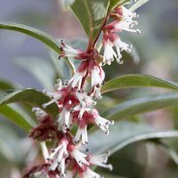 sarcococca hookeriana Winter Gem