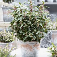 sarcococca hookeriana Winter Gem