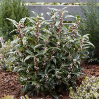 sarcococca hookeriana Winter Gem