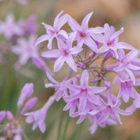 Tulbaghia Dark Star