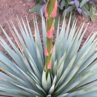 Yucca French Flag
